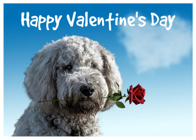 Valentine's Day   2n16xavxok Side 1 Image